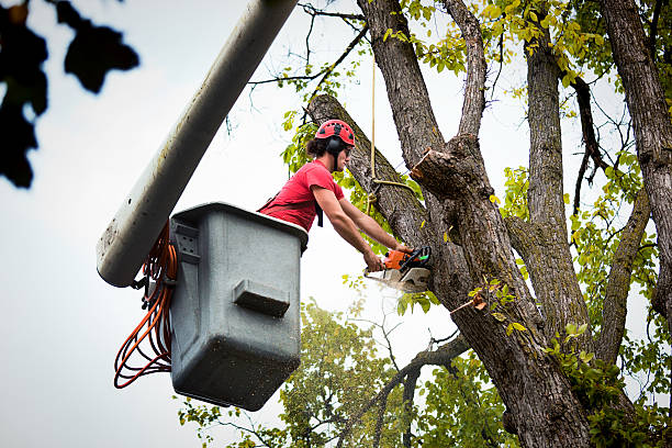 How Our Tree Care Process Works  in  Cressona, PA